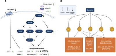 Flavonoids: Classification, Function, and Molecular Mechanisms Involved in Bone Remodelling